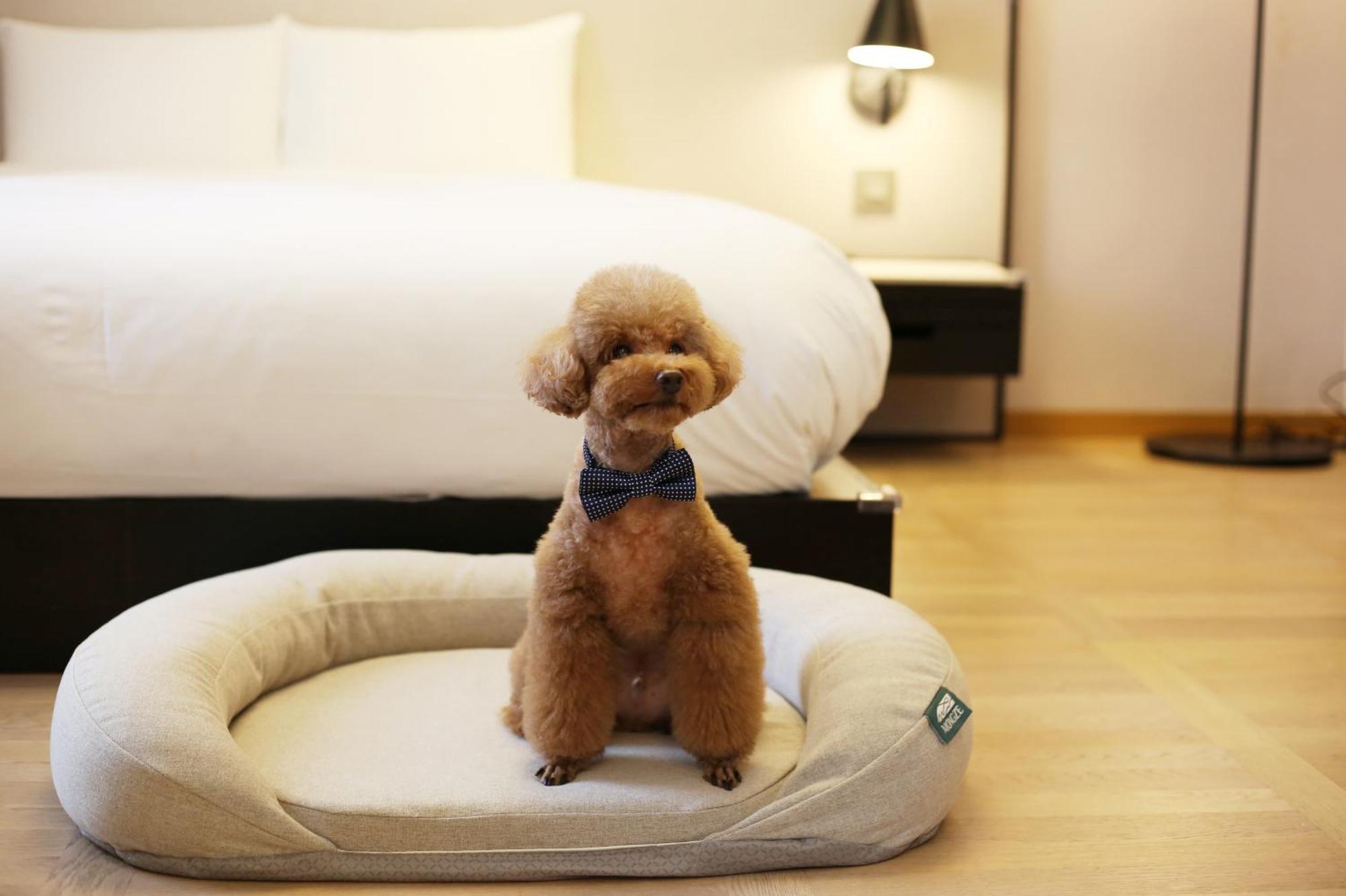 Maison Glad 5* Jeju